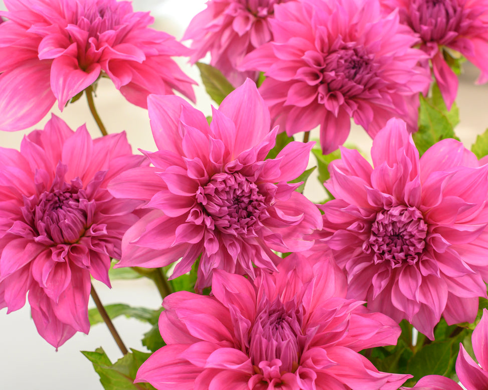 Dahlia 'Café au Lait Rosé'