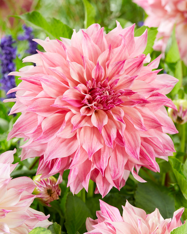 Dahlia 'Café au Lait Royal'