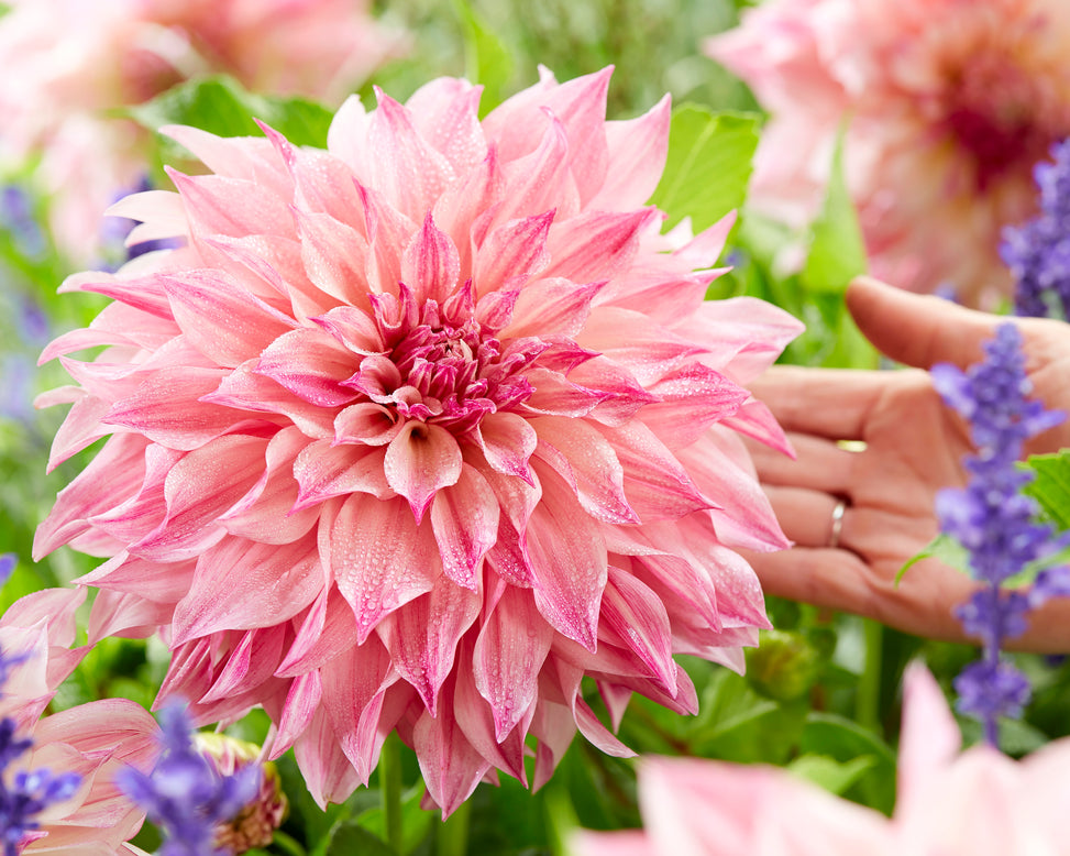 Dahlia 'Café au Lait Royal'