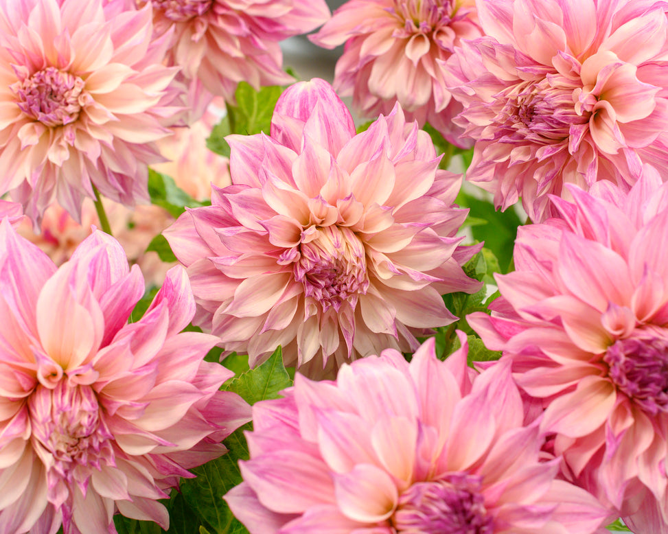 Dahlia 'Café au Lait Royal'