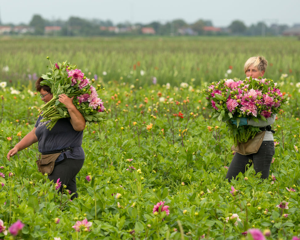 Dahlia 'Café au Lait Royal'