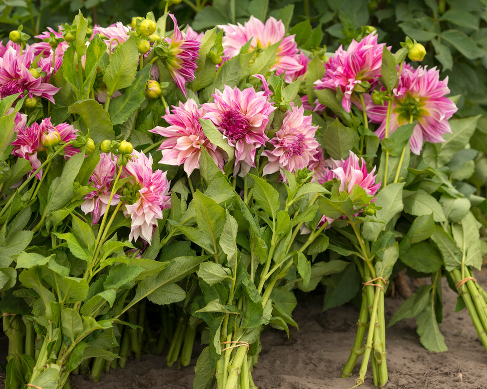 Dahlia 'Café au Lait Royal'