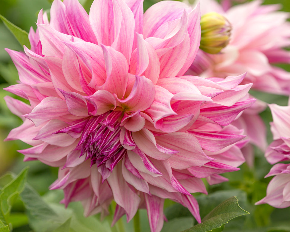 Dahlia 'Café au Lait Royal'