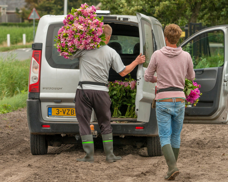 Dahlia 'Café au Lait Royal'