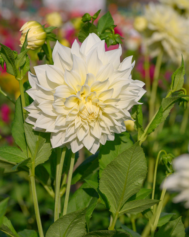 Dahlia 'Café au Lait Supreme'
