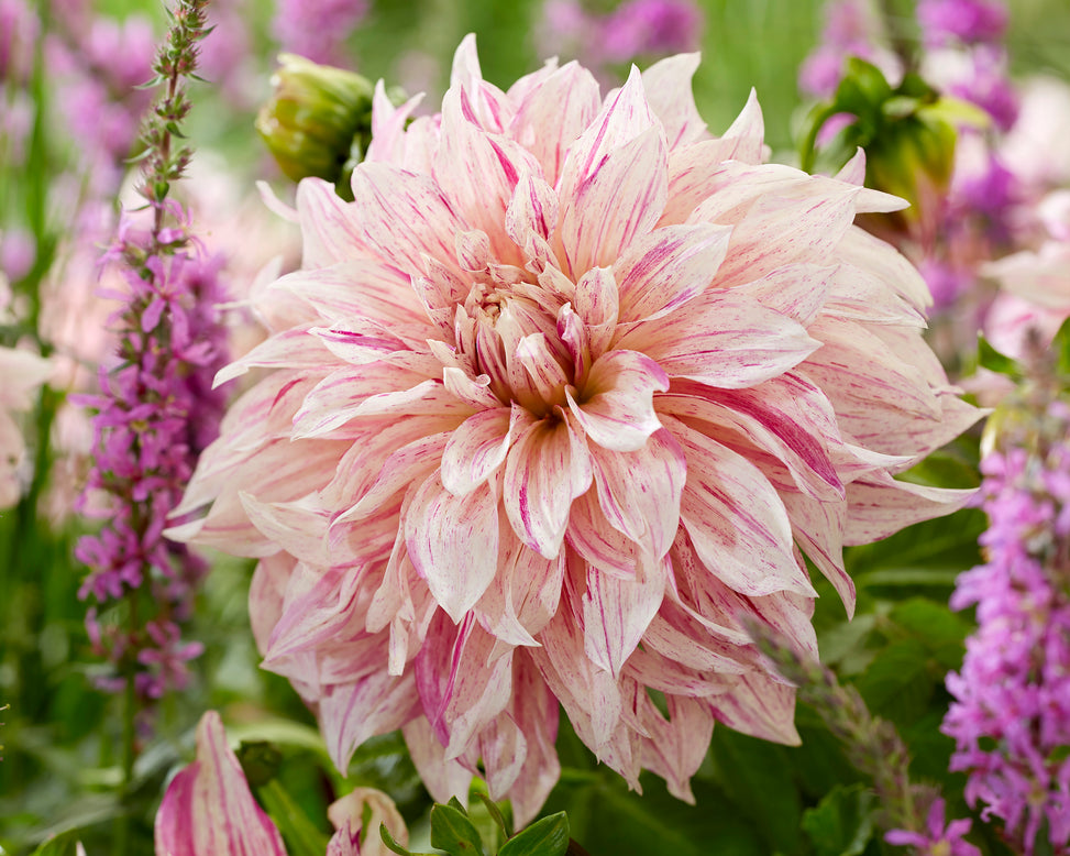 Dahlia 'Café au Lait Twist'