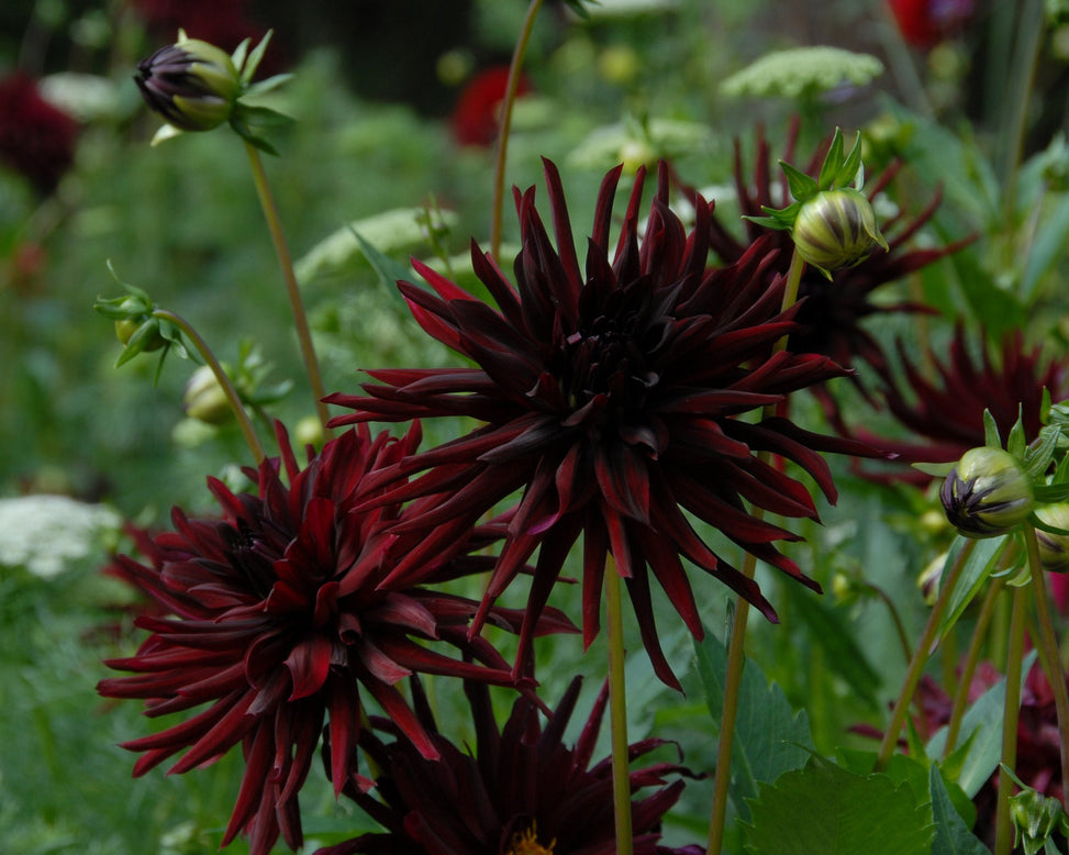 Dahlia 'Chat Noir'