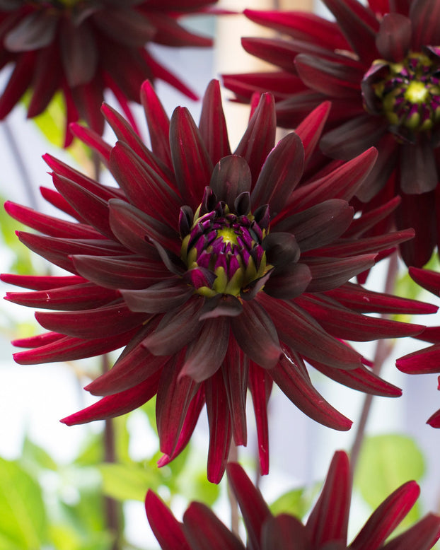 Dahlia 'Chat Noir'