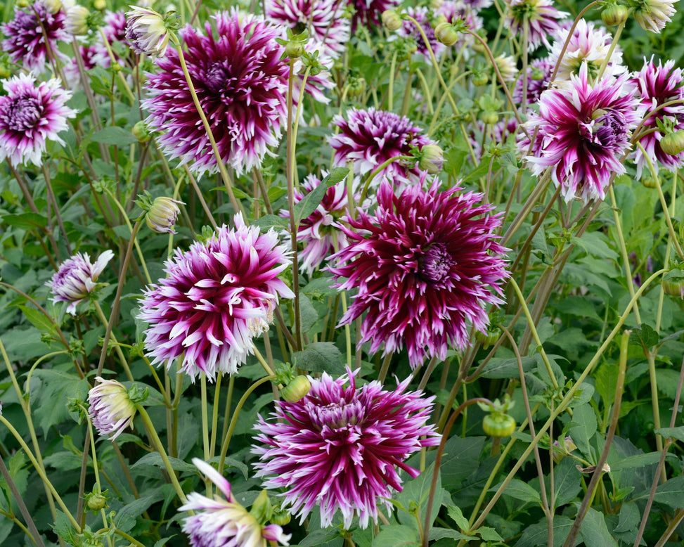 Dahlia 'Clair-Obscur'