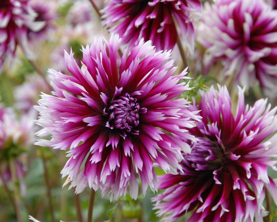 Dahlia 'Clair-Obscur'