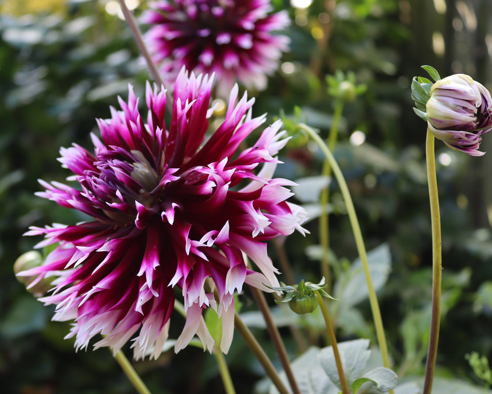 Dahlia 'Clair-Obscur'