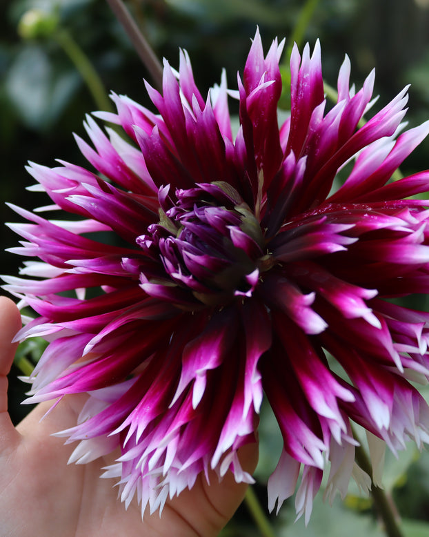 Dahlia 'Clair-Obscur'