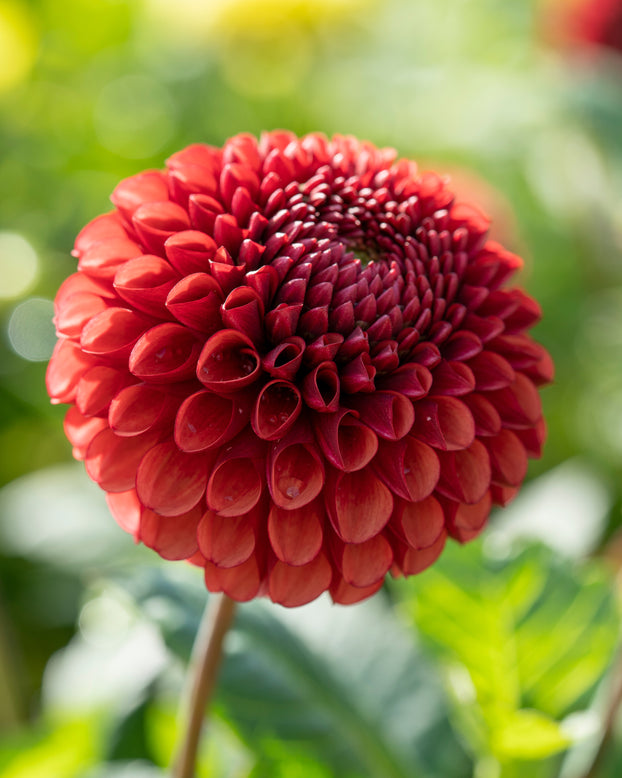 Dahlia 'Copperboy'