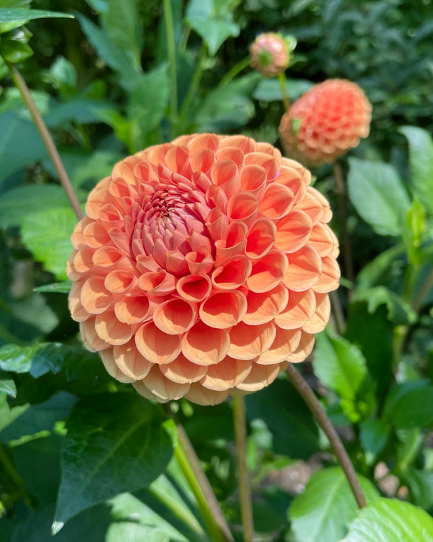 Dahlia 'Cornel Brons'