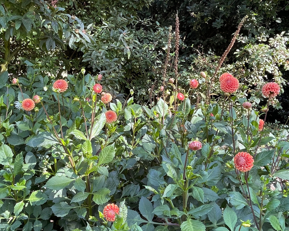 Dahlia 'Cornel Brons'