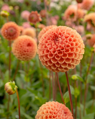 Dahlia 'Cornel Brons' Dahlia 'Cornel Brons'