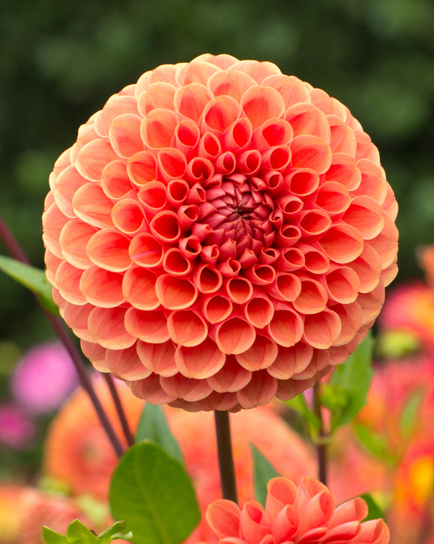 Dahlia 'Cornel Brons'