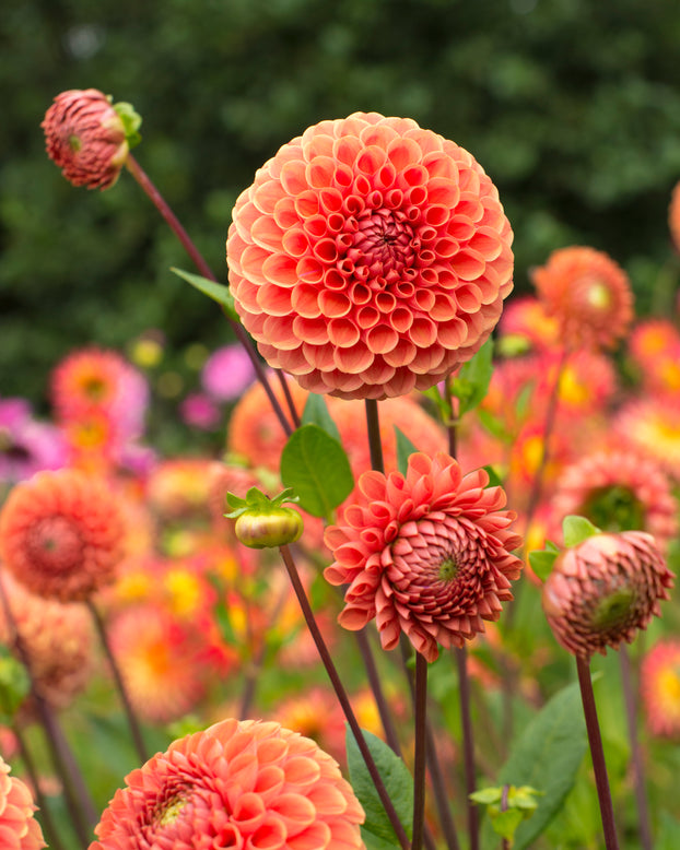 Dahlia 'Cornel Brons'