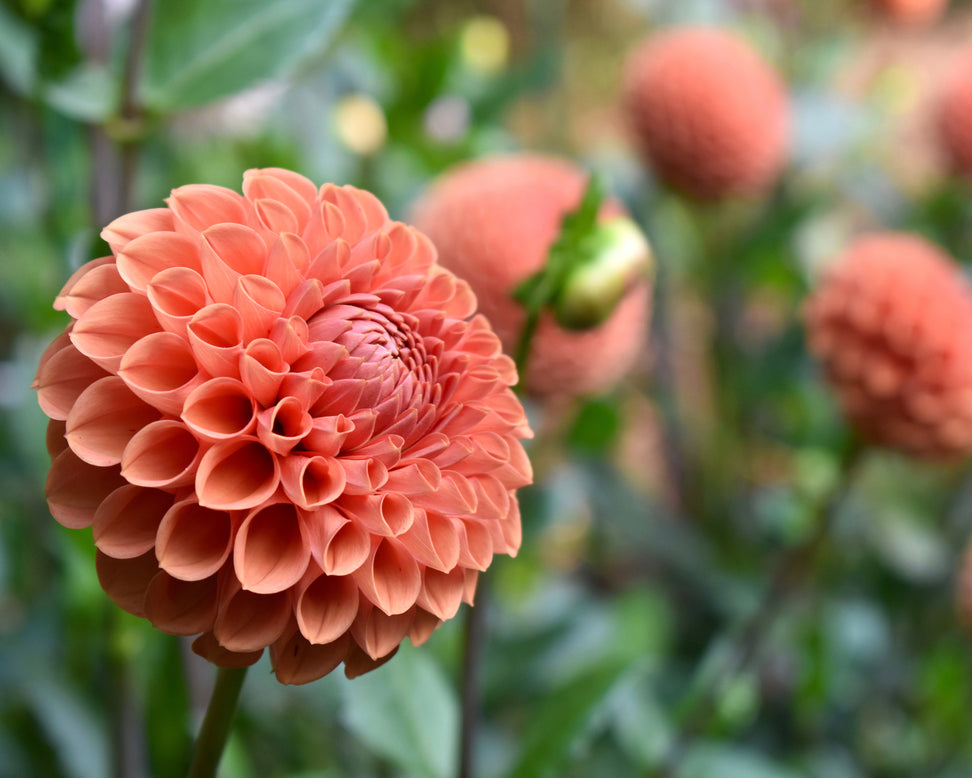 Dahlia 'Cornel Brons'