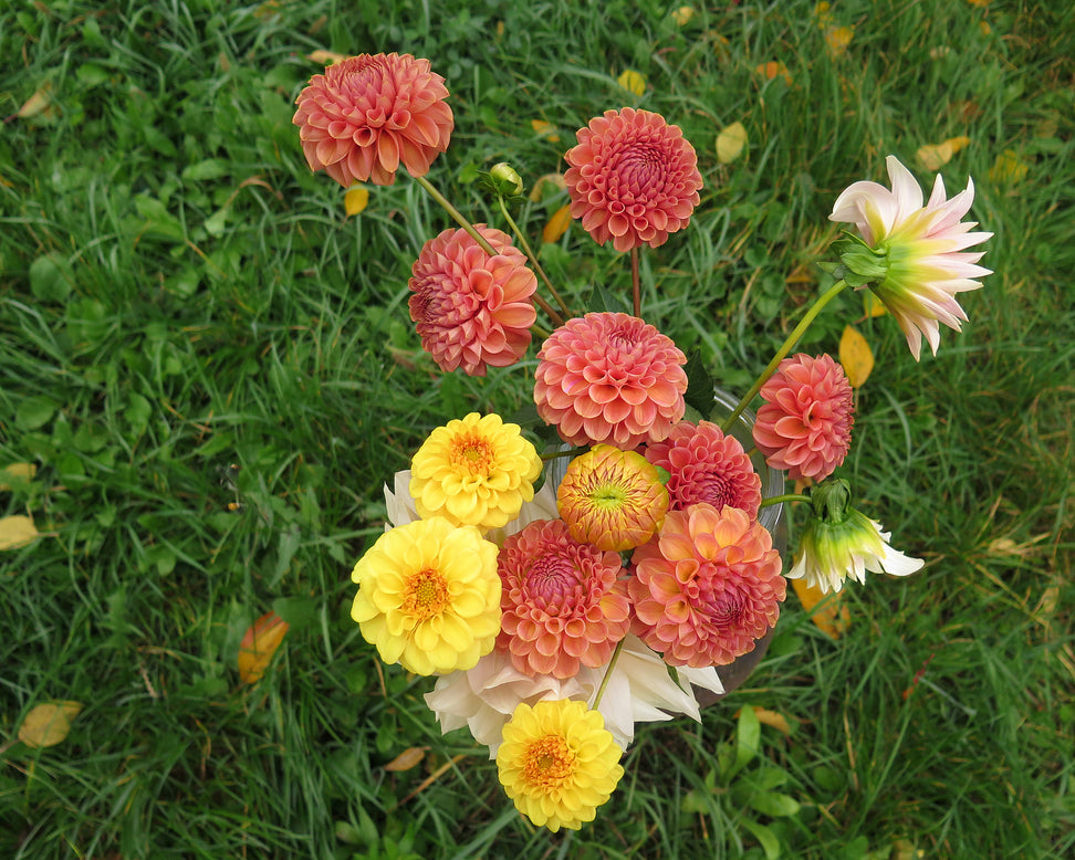 Dahlia 'Cornel Brons'