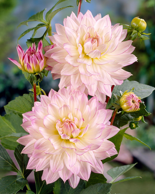 Dahlia 'Crazy Love'