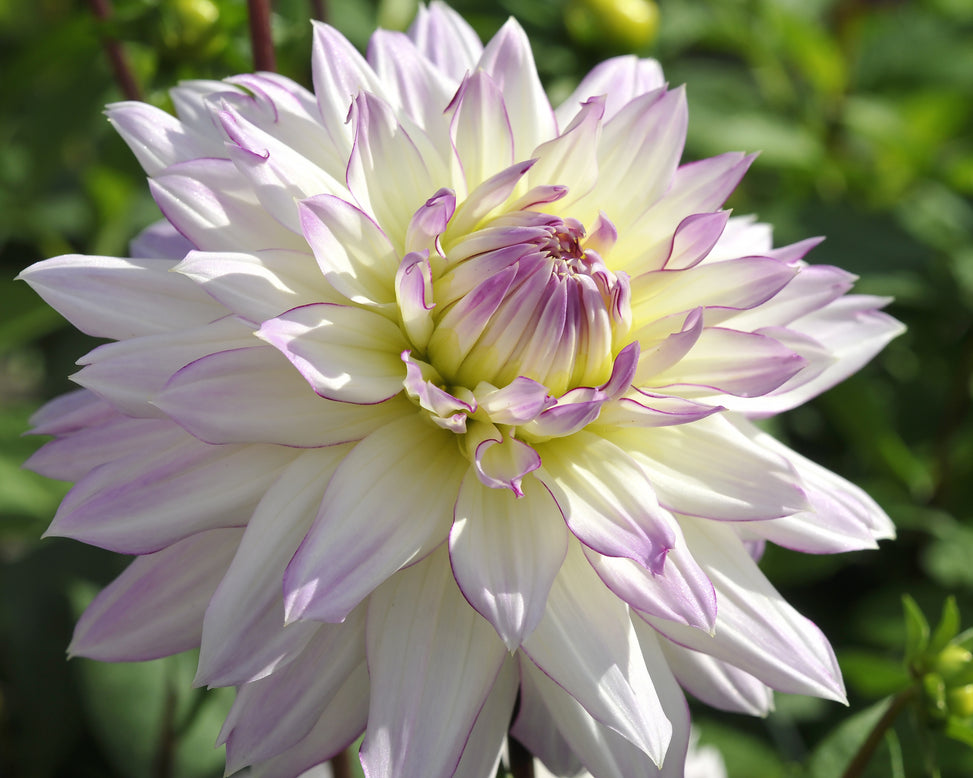Dahlia 'Crazy Love'