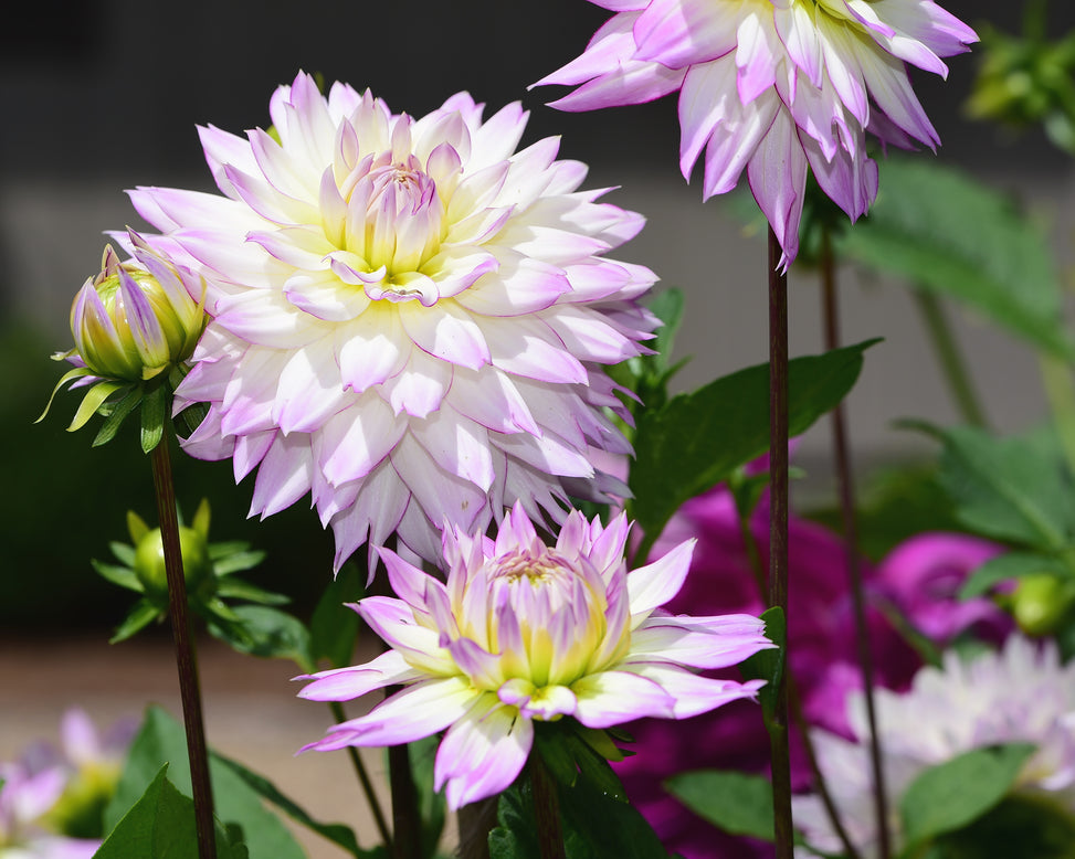 Dahlia 'Crazy Love'