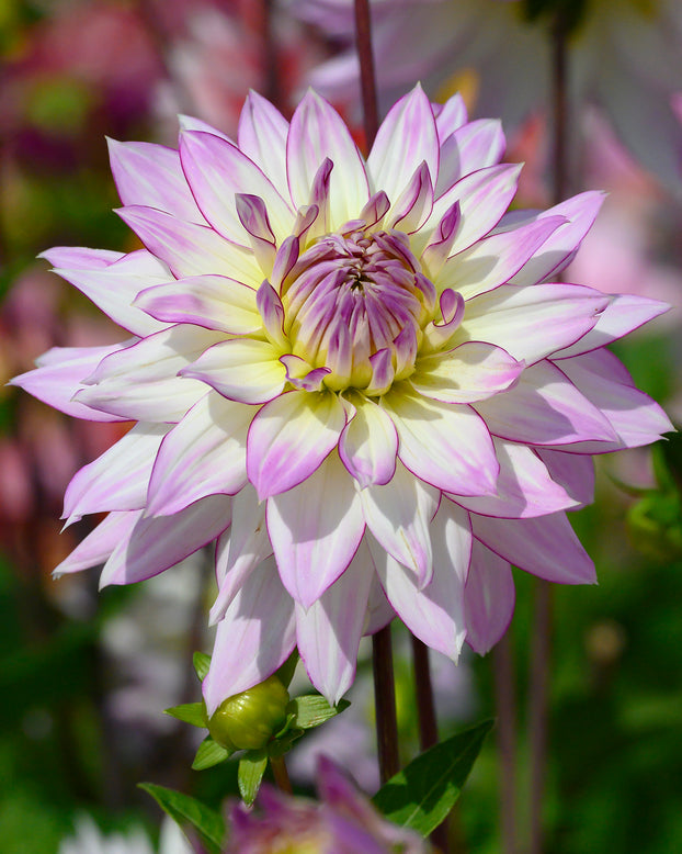 Dahlia 'Crazy Love'