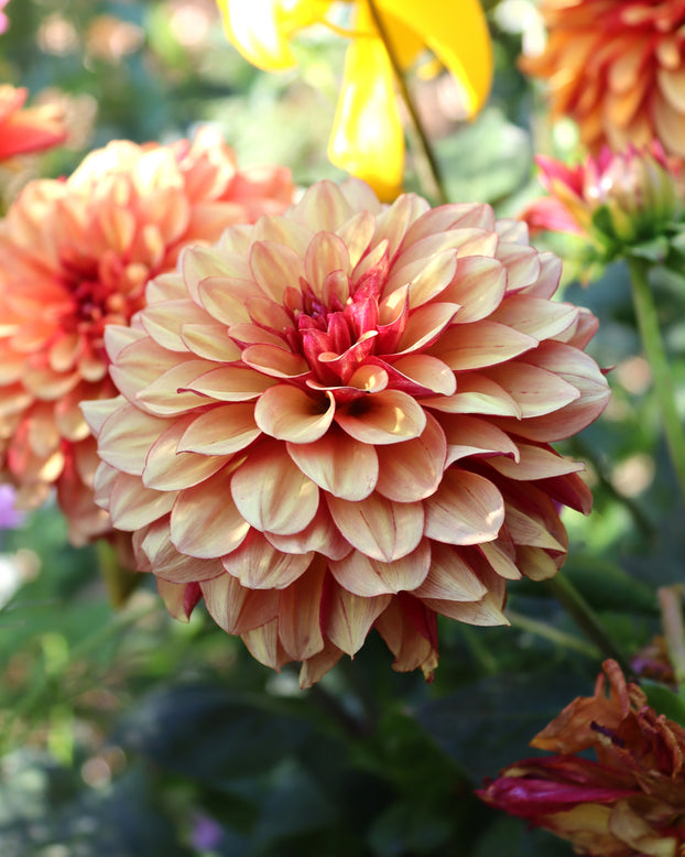 Dahlia 'Crème de Cognac'
