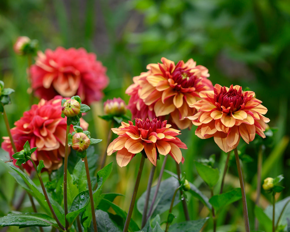 Dahlia 'Crème de Cognac'