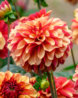 Dahlia 'Crème de Cognac'