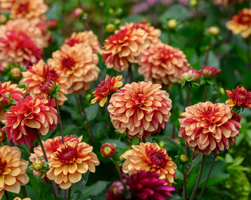 Dahlia 'Crème de Cognac'