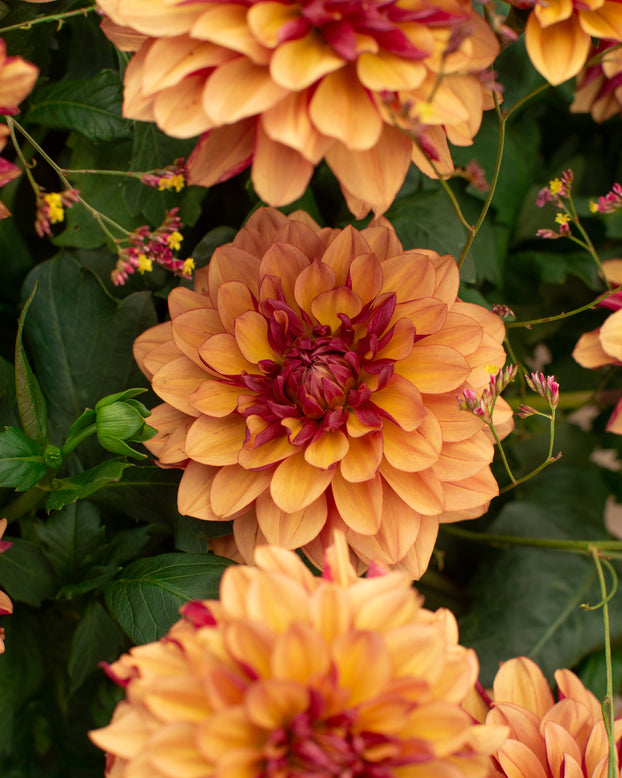 Dahlia 'Crème de Cognac'