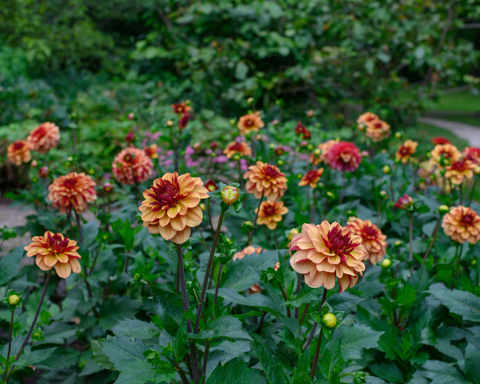 Dahlia 'Crème de Cognac'