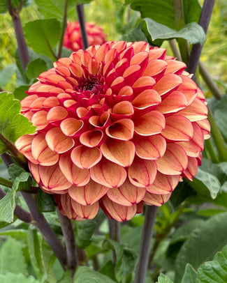 Dahlia 'Crème de Cognac' Dahlia 'Crème de Cognac'