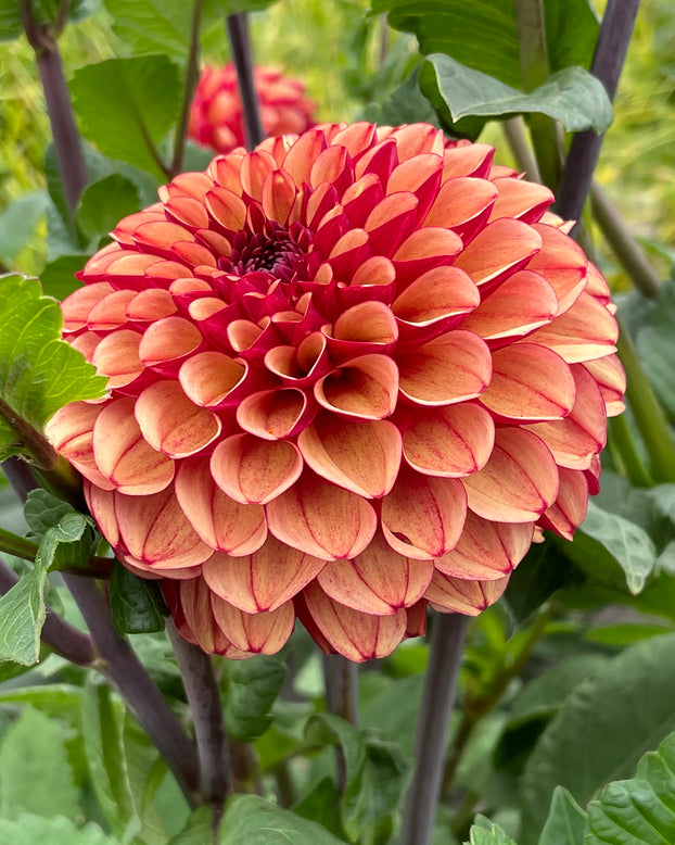 Dahlia 'Crème de Cognac'