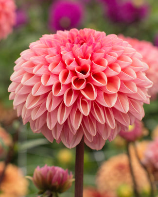 Dahlia 'Daisy Duke' Dahlia 'Daisy Duke'