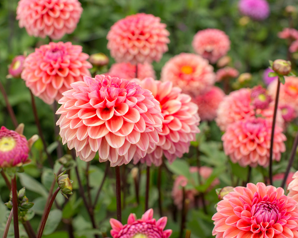 Dahlia 'Daisy Duke'