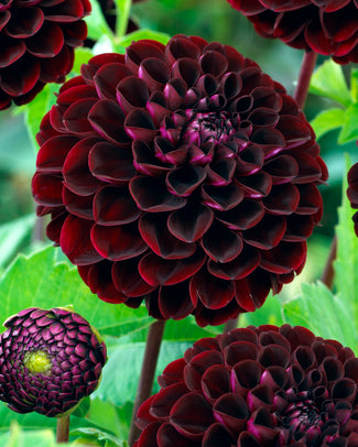 Dahlia 'Dark Spirit' Dahlia 'Dark Spirit'