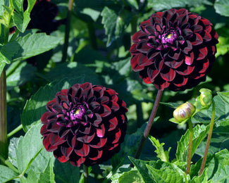 Dahlia 'Dark Spirit' Dahlia 'Dark Spirit'