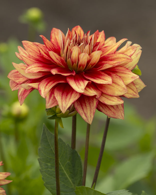 Dahlia 'Dazzling Magic'