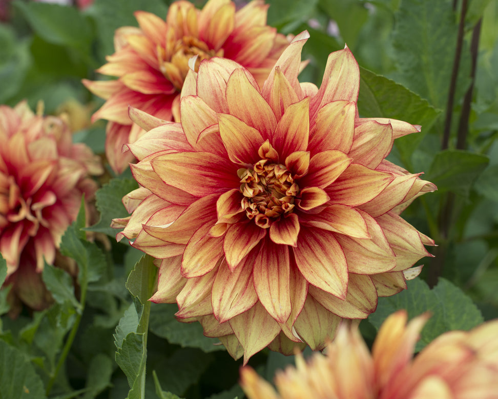 Dahlia 'Dazzling Magic'