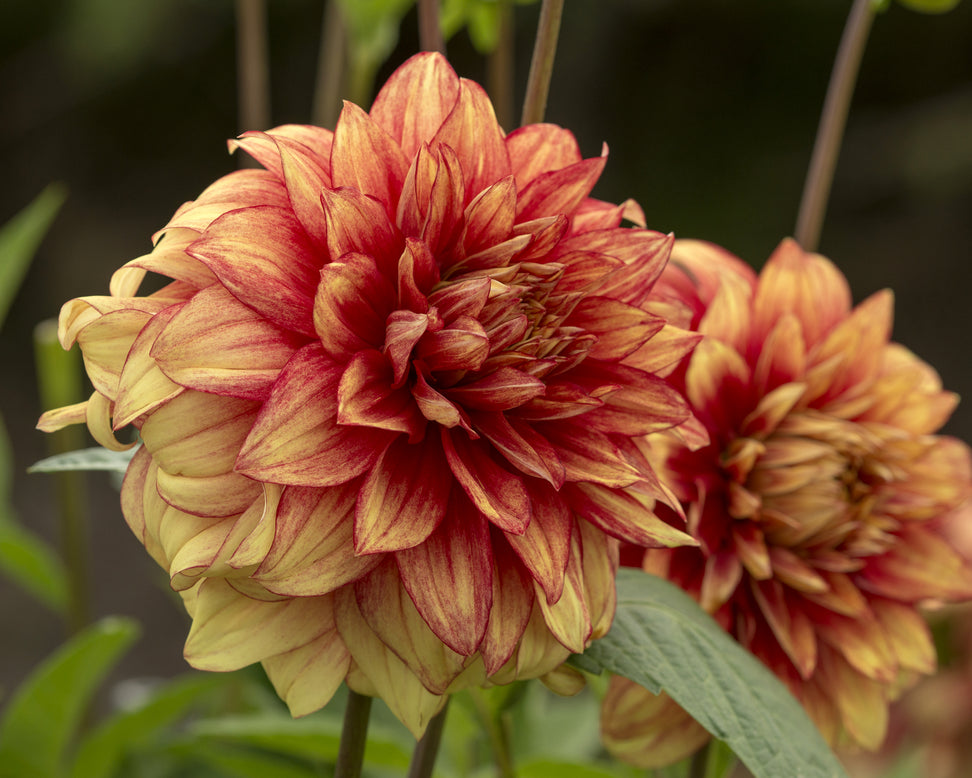 Dahlia 'Dazzling Magic'