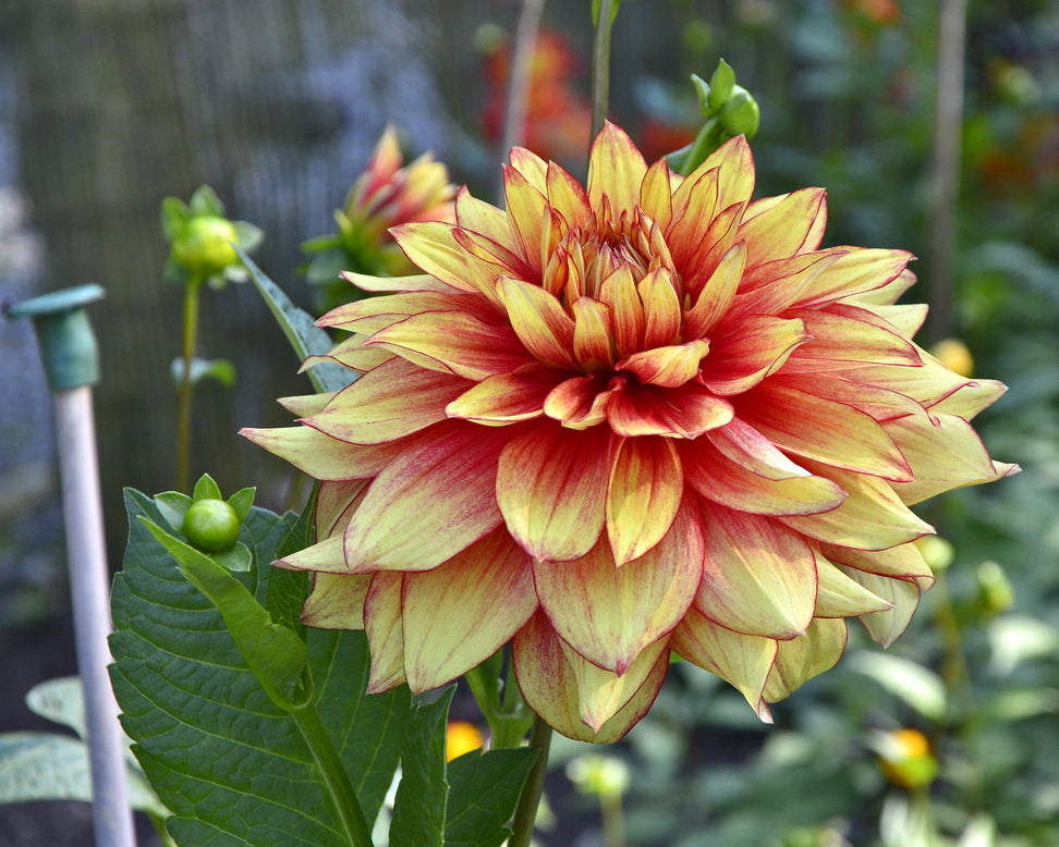 Dahlia 'Dazzling Magic'