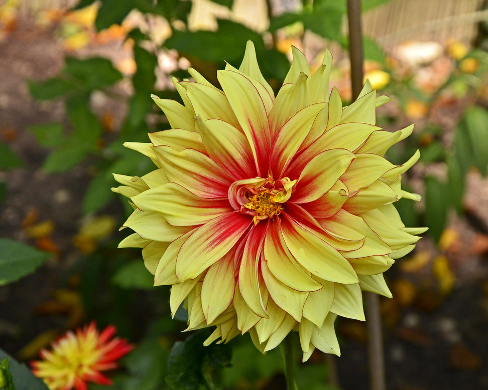 Dahlia 'Dazzling Magic'