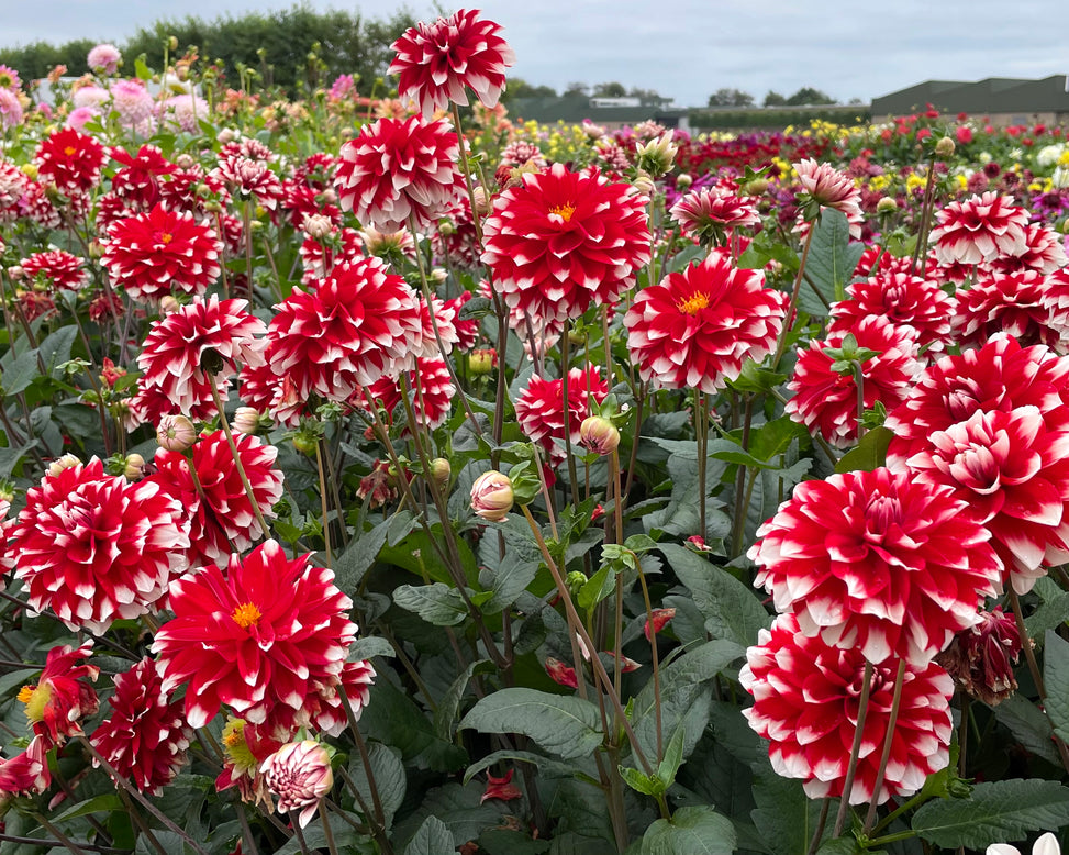 Dahlia 'Duet'