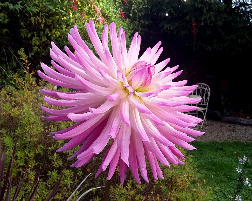 Dahlia 'Dutch Explosion'