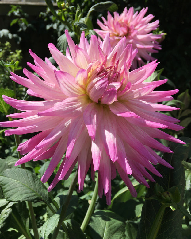 Dahlia 'Dutch Explosion'