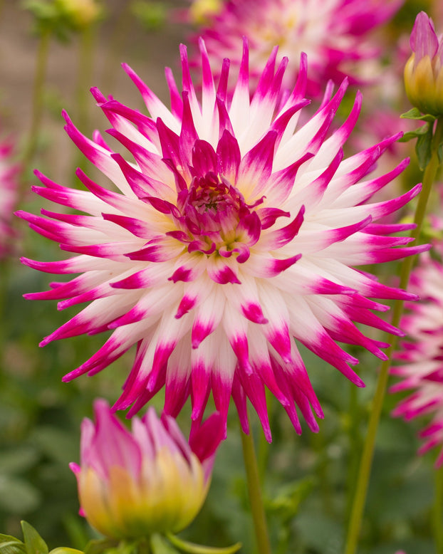Dahlia 'Dutch Explosion'