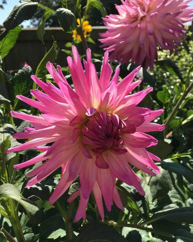 Dahlia 'Dutch Explosion'